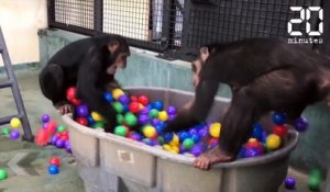 Sauvés d'un labo, ces singes sont les plus heureux du monde - Le Rewind du Mercredi 23 Mai 2018