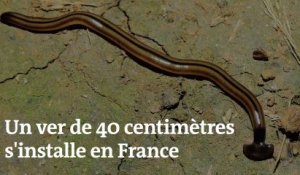 Un ver de terre de 40 centimètres pourrait menacer l'écosystème français