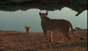 Ce lionceau n'obéit pas à maman. Même une lionne a du mal avec ses petits