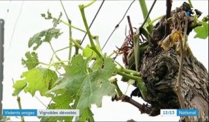 Orages : la grêle a dévasté de nombreux vignobles