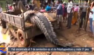 Le plus grand crocodile du Sri Lanka remis en liberté... Belle bête!