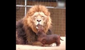Un teckel dentiste nettoie les crocs d'un gros lion... Joli