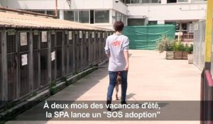 A deux mois des vacances d'été, la SPA lance un "SOS adoption"