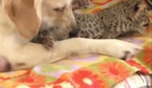 Ce golden retriever a adopté un bébé léopard
