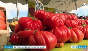 Tomates : le "sans pesticides" gagne du terrain