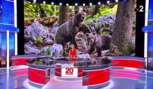 En Slovénie, hommes et ours vivent en relative harmonie