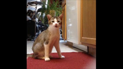 Ce Chat Bavard N Arrete Pas De Parler Avec Son Maitre Sur Orange Videos