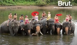 Thaïlande : des initiatives pour protéger les éléphants