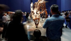 Trix, t-Rex de 67 millions d'années, est exposé à Paris