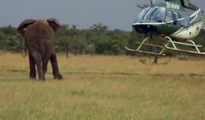 Un éléphant fait face à un hélicoptère... Impressionnant