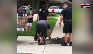 Floride : Un alligator capturé met un violent coup de tête à un dresseur (Vidéo)