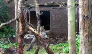 Cette maman léopard ne veut pas que ses petits grimpent à l'arbre... Dur dur la vie de parent