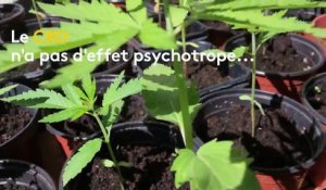 "Je travaille de façon 100% légale" : un producteur de cannabis thérapeutique du Vaucluse réclame une loi