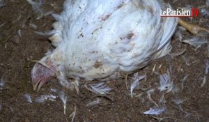 L214  dénonce un élevage intensif de poulets en Vendée