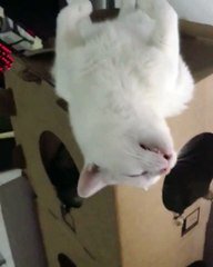 Ce Chat Est Vraiment Ko Quelle Drole De Position Pour Dormir Sur Orange Videos