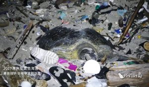 Cette pauvre tortue pond ses oeufs au milieu des déchets plastiques sur l'Île Christmas