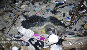 En Australie, une tortue de mer pond ses oeufs sur la plage au milieu des déchets