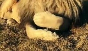 Un lion magnifique fait sa toilette dans la savane...