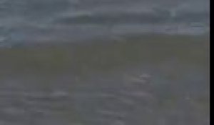 Un requin s'échoue sur une plage après une tempête à Port Aransas, Texas