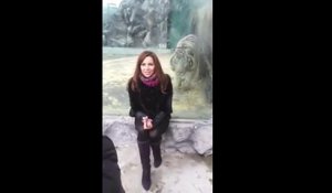 Un tigre fourbe fait peur à une touriste dans un zoo