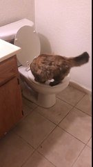 Un Chat Fait Pipi Dans Les Toilettes D Une Maison Sur Orange Videos