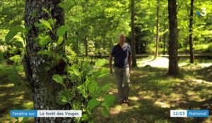 Découverte : l'histoire de l'industrie du bois dans la forêt des Vosges