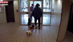 Canada : Un pitbull tue un petit chien dans le hall d’un immeuble, la vidéo choc