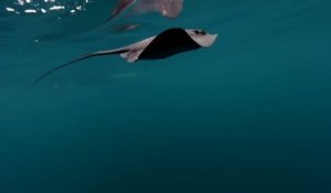 Une baleine orque utilise sa queue pour tuer une raie
