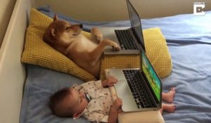 Soirée NETFLIX pour ce chien et ce bébé