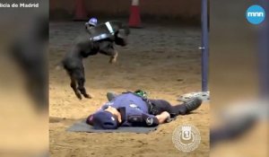Un chien de police essaye de sauver un policier avec du RCP !
