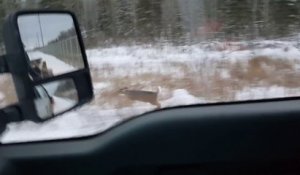 Il filme un loup qui chasse un cerf en bord de route