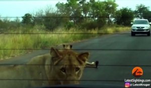 Un lion vient mordre les pneus d'une voiture et les fait exploser