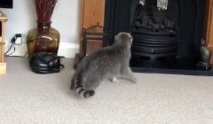 Ce chat escalade la cheminée... RATÉ !!