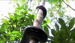 Regardez comment ce serpent énorme grimpe à l'arbre