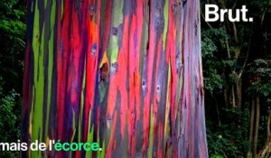 L'eucalyptus arc-en-ciel : l'arbre le plus coloré au monde