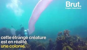 Une étrange créature découverte au large des côtes de Nouvelle-Zélande