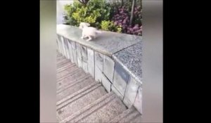 Ce chien découvre les joies du toboggan