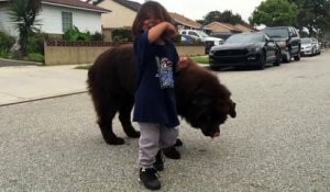 Un chien géant qui fait des gros bisous baveux