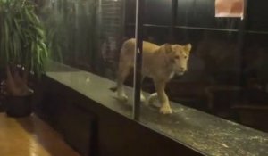 Istanbul, un jeune lion exposé dans une cage en verre
