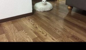 Un Japonais utilise son chat empaillée pour décorer son Roomba
