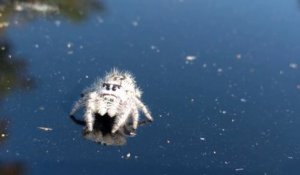 La Phidippus otiosus, une araignée sympathique