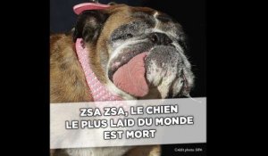 Zsa Zsa, chien le plus laid du monde, est mort