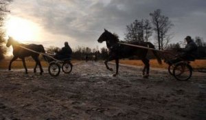 L'origine des chevaux : Le trotteur français