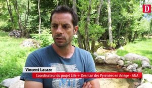 Des gîtes artificiels en Ariège pour le desman des Pyrénées