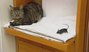 La souris qui n'a pas peur des chats