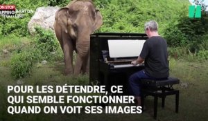 Thaïlande : Un pianiste fait danser des éléphants blessés (Vidéo)