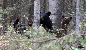 Canada : Un ours chasse un photographe dans une forêt !