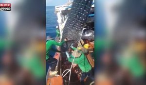 Vietnam : Des pêcheurs sauvent un requin-baleine pris dans les filets (Vidéo)