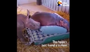 Un bébé rhinocéros et un bébé hippopotame sont meilleurs amis... Adorable