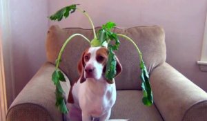 Un chien pose avec des fruits et légumes sur sa tête et c'est adorable